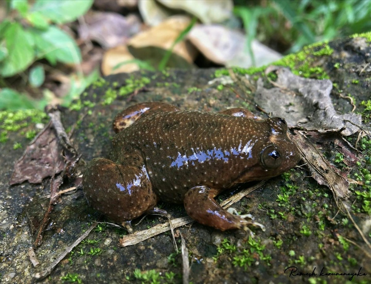 Lankanectes corrugatus Peters, 1863